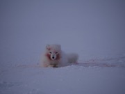 arctic fox.JPG